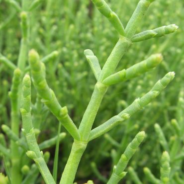 close up of young green pickleweed