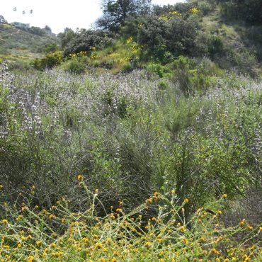 light purple Black Sage flowers blooming on south side Holmwood Canyon