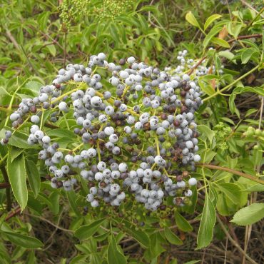 mini round blue berries on branch