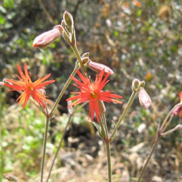 red flower with long skinny petals