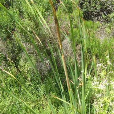 tall long leaves and reeds