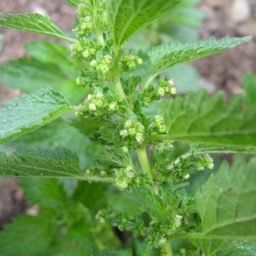 stem with small flowers on it