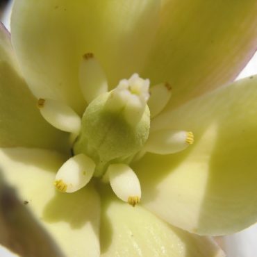 close up of yellow flower with interior