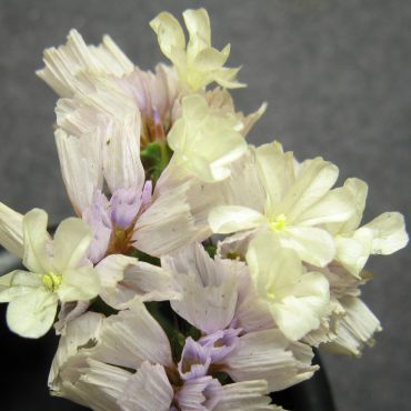 white and purple flowers
