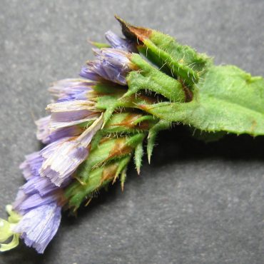 white and purple flowers bundled together