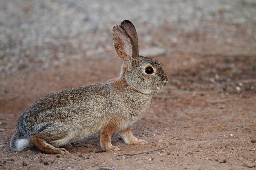 Desert Cottontail | Nature Collective