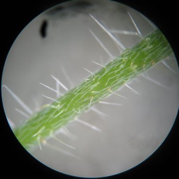 Microscopic view of stiff hairs on green long stem