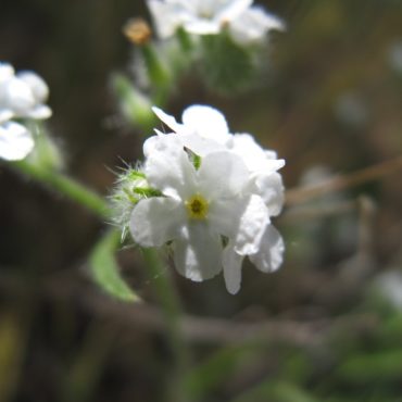 Closeup of white flower with five petals and yellow center