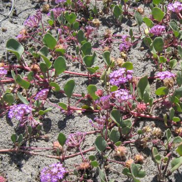 cluster of purple/pink beach sand verbena growing along the sand