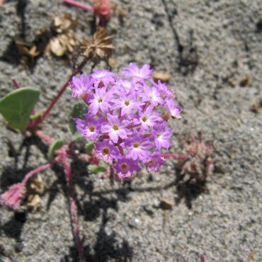 Close up small cluster of small pink/purple flowers on a stem in the sand