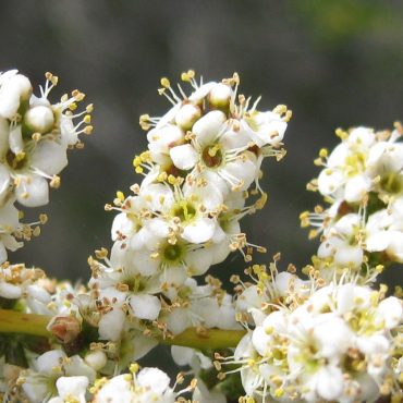 tiny white flowers bunched on a branch