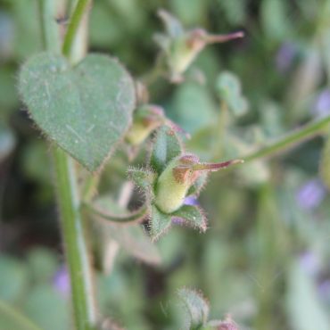 bud of Nuttalls Snapdragon flower on stem