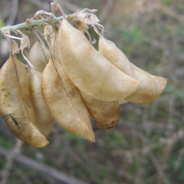 Ocean Locoweed | Nature Collective