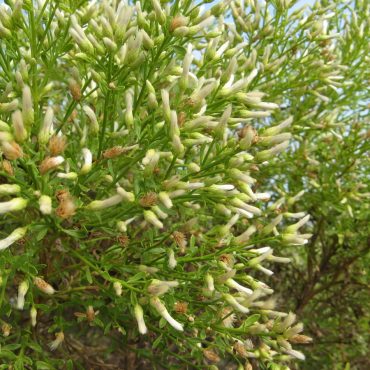 close up of bush with white tube-like flowers
