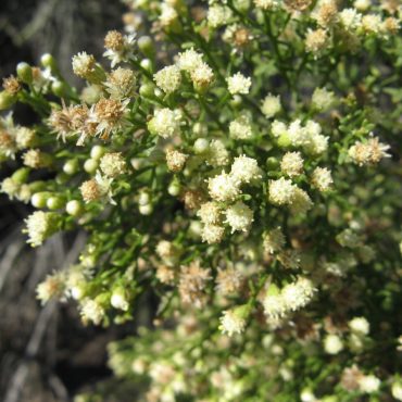 white flowers on bush