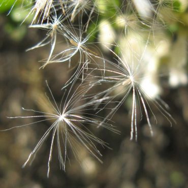 dandelion-like white strands