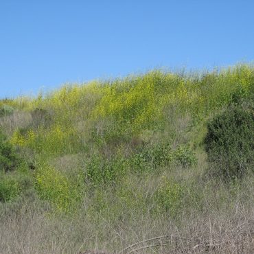 Black Mustard plants covering the south side of the East Basin