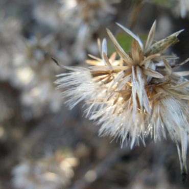 single white and brown mature flower of the California Brickellbush