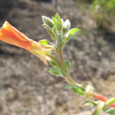 orange/pink beach primrose bud on leafy branch