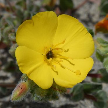 close-up of yellow beach primrose flower with 4 large rounded petals