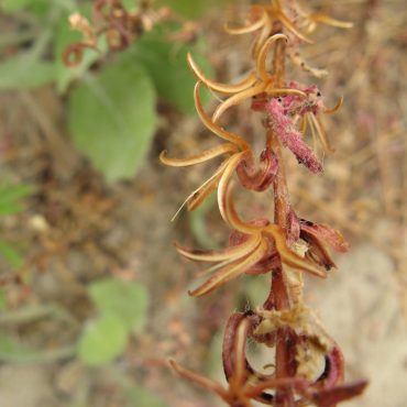 stem of flower with curling leaves