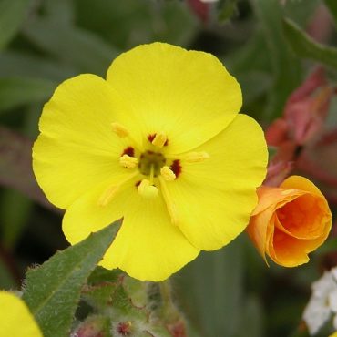 yellow flower with red dots on the inside