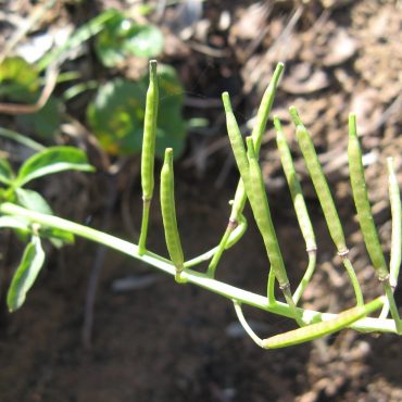 stem with long bean pods attached