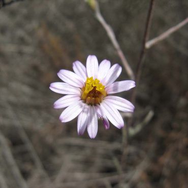 close up of light pink flower with many petals and yellow center