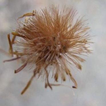 dried up spiked ball