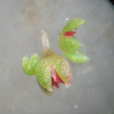 tiny red and green pygmy stonecrop with one flower