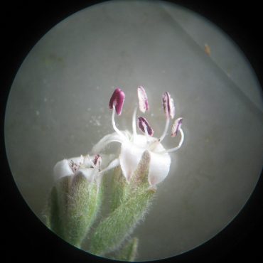 Photomicrograph showing dark rose anthers