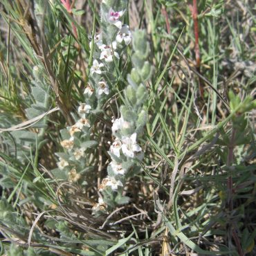 White flowers of Alkali Weed