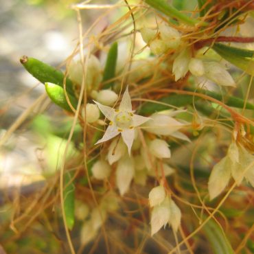 small white star-shaped flower of the California Dodder