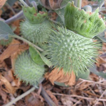 Sacred Datura Nature Collective