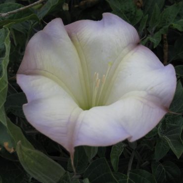 white flower with purple edges