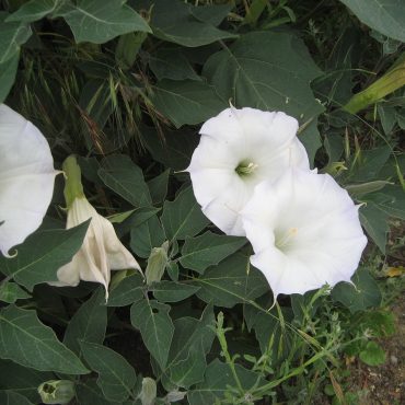 white flower open on branch