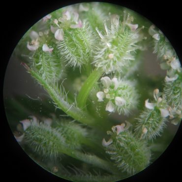 microscopic view of tiny white flowers