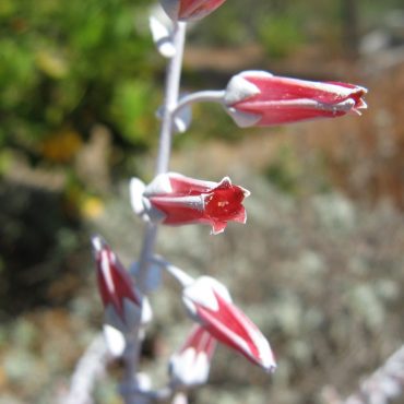 close up of white flower pods with red tips