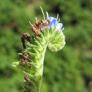 coiled leaf of the Pride of Maderia with a single blue flower