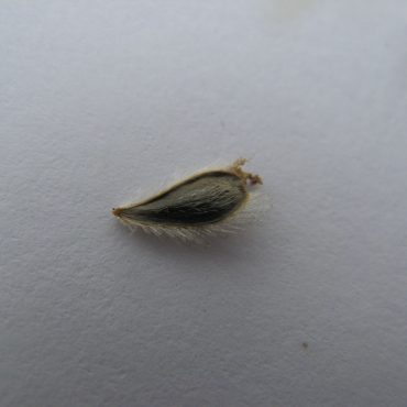 small brown tear-drop shaped bush sunflower seed