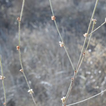 thin sticks with small flower scattered along it
