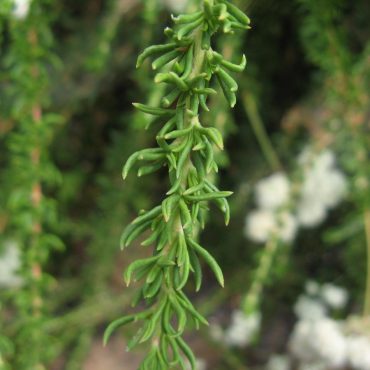 green tendril-like leaves of the California Buckwheat
