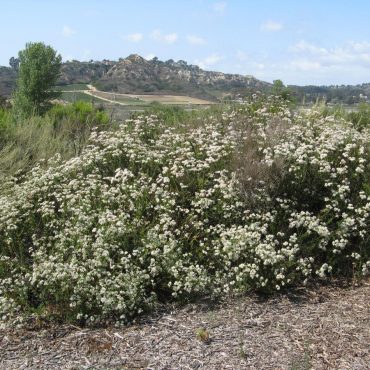 bush of blooming California Buckwheat with blue sky and hillside in background