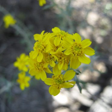 small yellow flowers with 5 petals clumped together