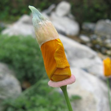 orange flower bundled up, about to bloom