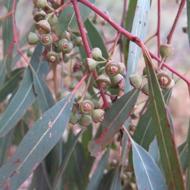 narrow green leaves on plant and circular seed pods on pink branch