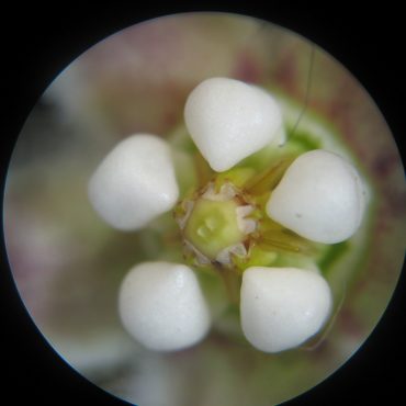 microscopic view of white bulbs on flower head