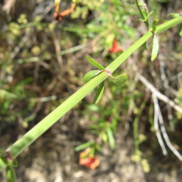 square stem and whirly green leaves of the Narrow-leaf bedstraw plant