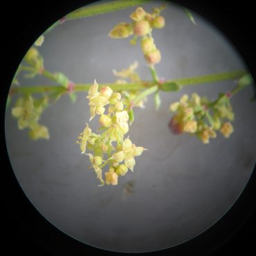 dangling clusters of male flower (10x) under microscope