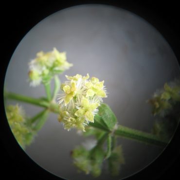 microscope image of the delicate green male Narrow Leaf Bedstraw flower